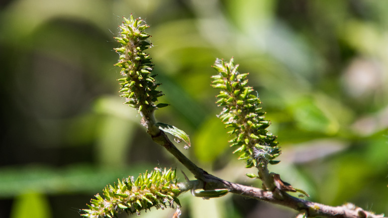 Willow buds