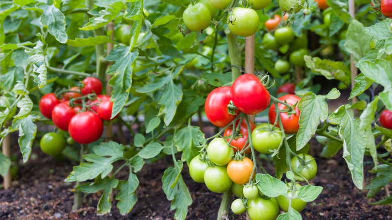 Red and green tomatoes