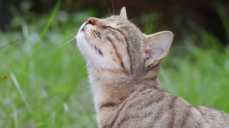 Cat smelling the air