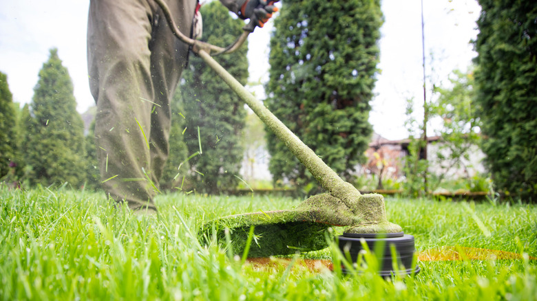 Weed whacker cutting grass