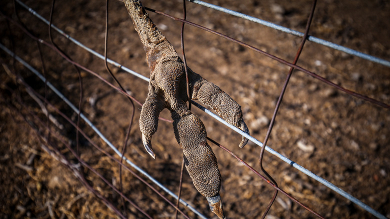 Emu claw in fence