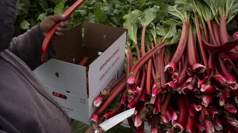 rhubarb plants