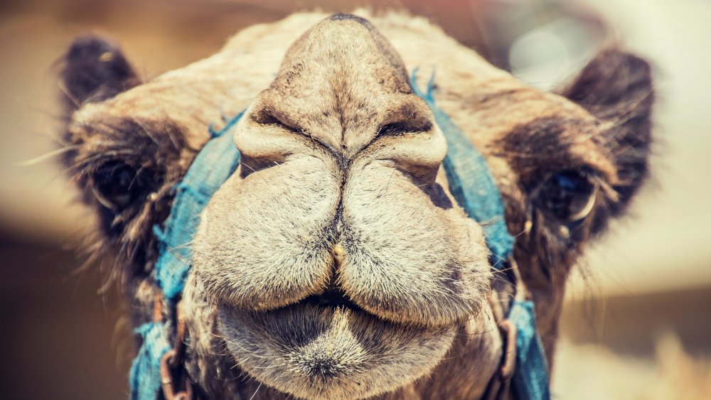 Camel looking straight into camera 