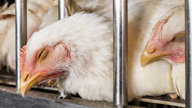 Chicken close up