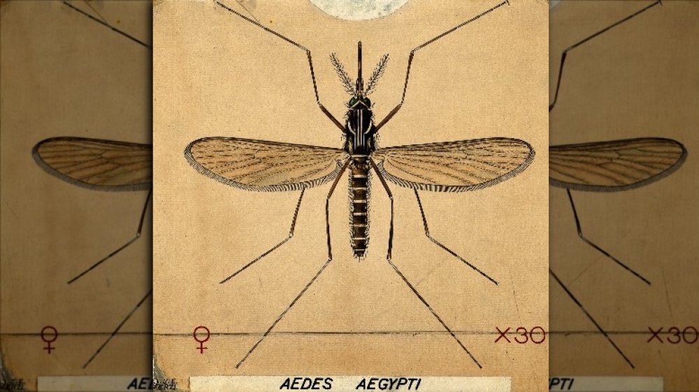 Mosquito (Aedes aegypti). Coloured drawing by A.J.E. Terzi