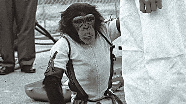 nasa chimpanzee