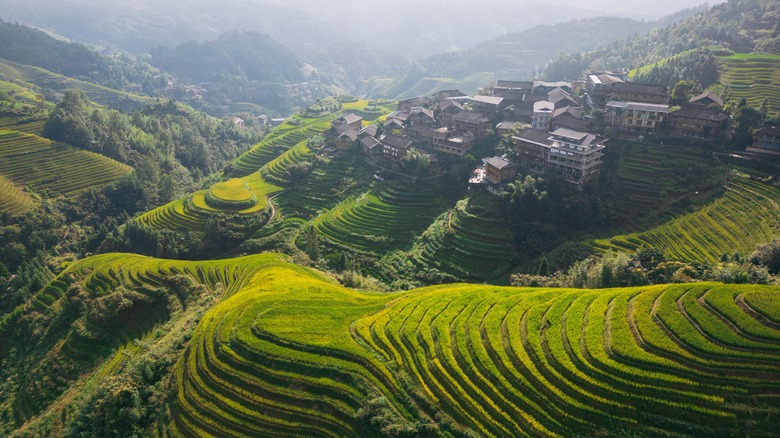 Chinese rice terrace overhead view