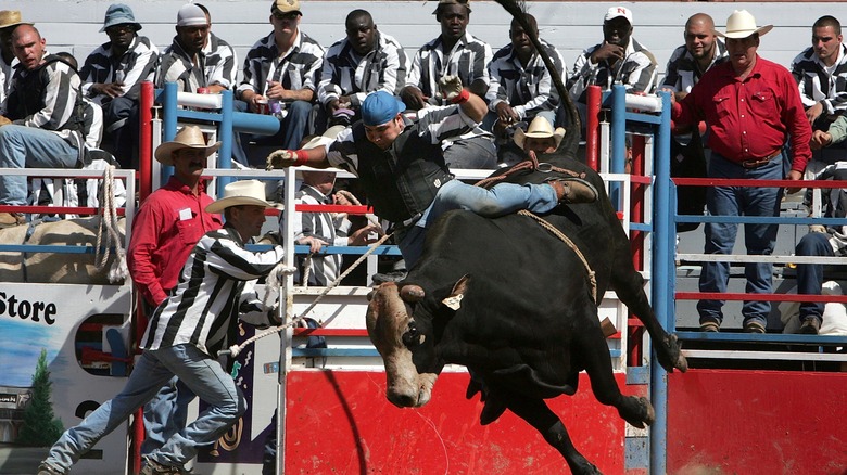 Angola prison rodeo