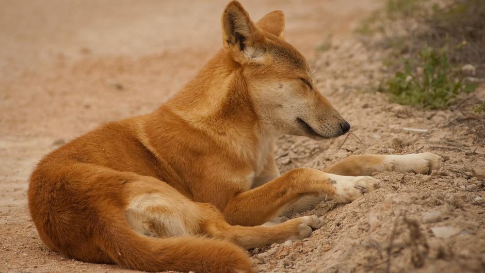 Dingo