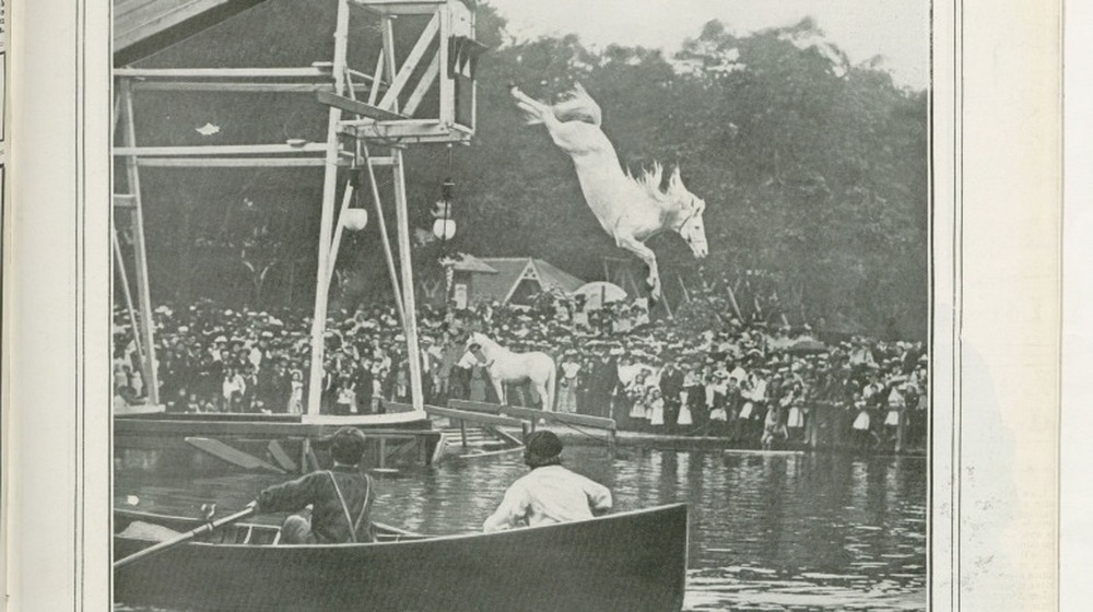 The Messed Up Truth About The History Of Diving Horses