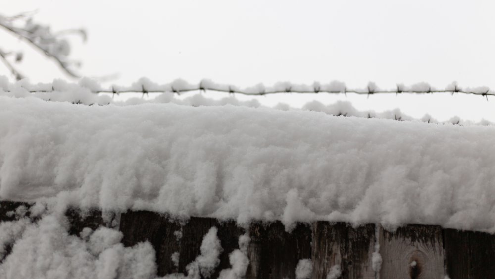 Snow covered bard wire