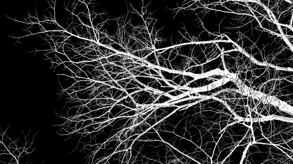 White tree branches against black background