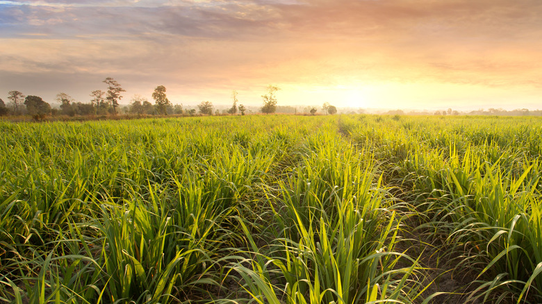 sugarcane field