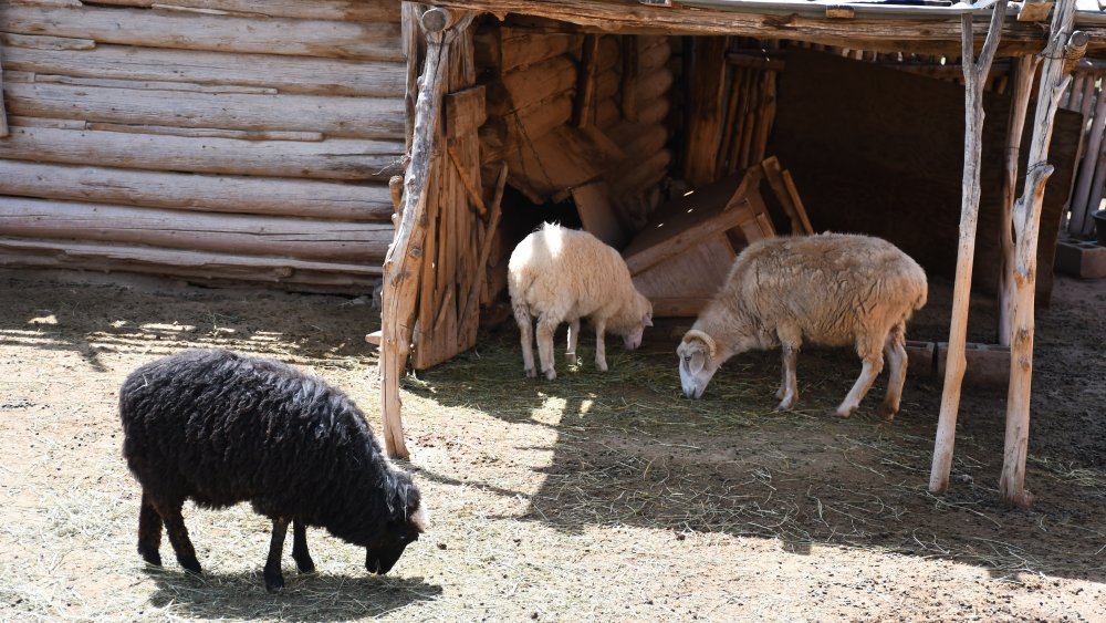 churro sheep