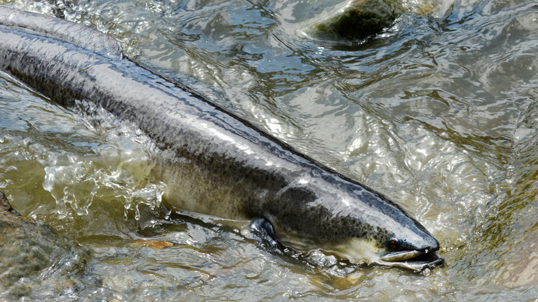 freshwater eel New Zealand