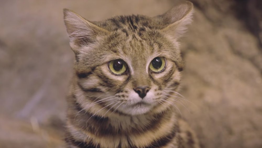 Black-footed cat