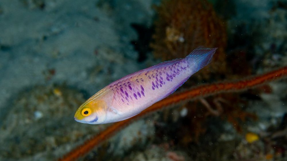 wakanda fish