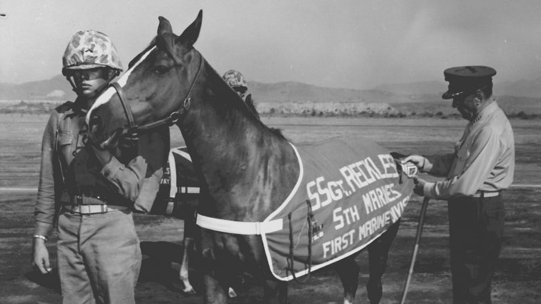 Sergeant Reckless horse