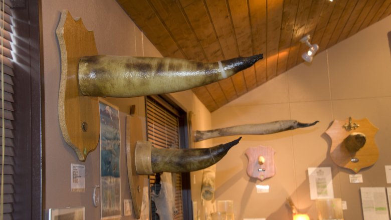 iceland phallic museum