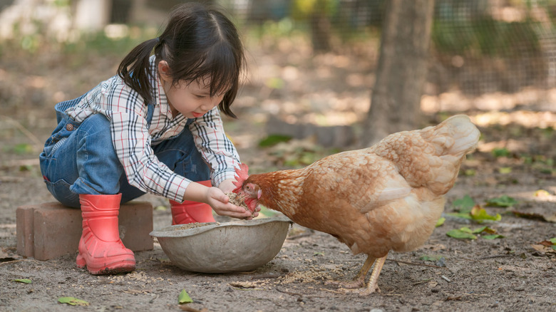 Little girl feeding a chicken