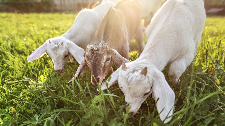 A trio of goats grazing