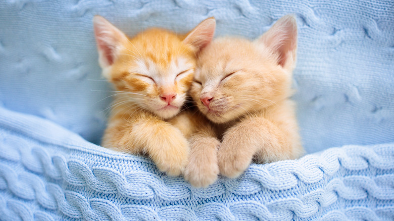 Kittens cuddling with each other