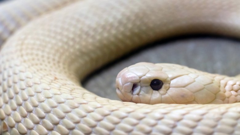 albino cobra