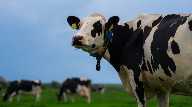 cows grazing one looks at camera