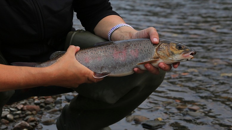 man holding salmon