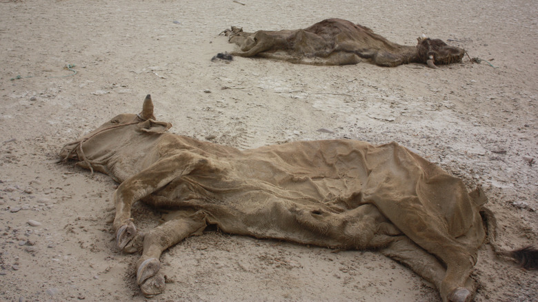 Livestock dead and dried out from famine.