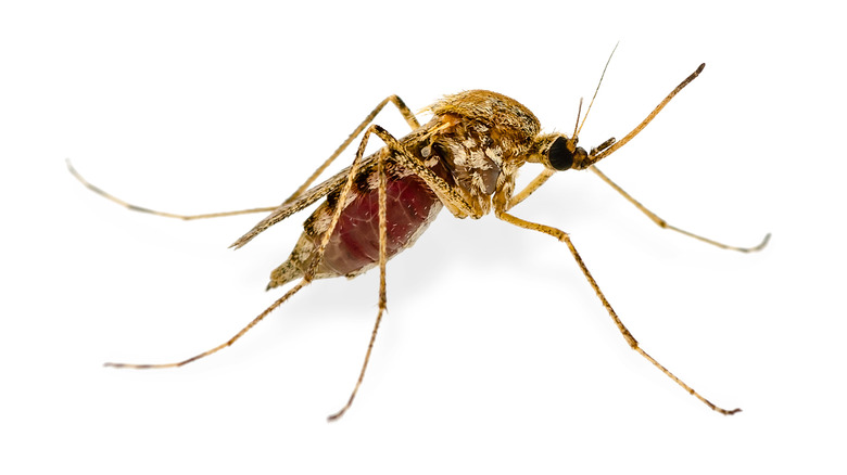 mosquito on a white background