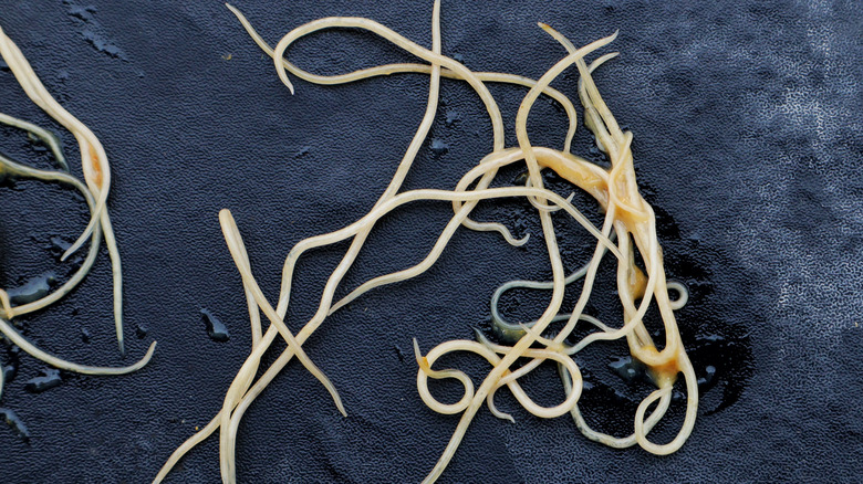 Hookworms on black background