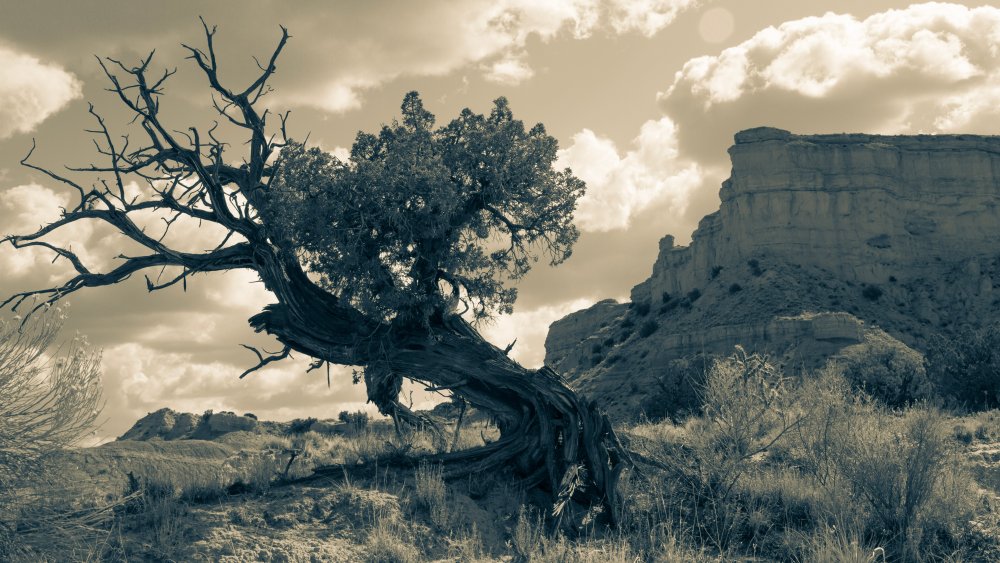 West Mesa, Albuquerque