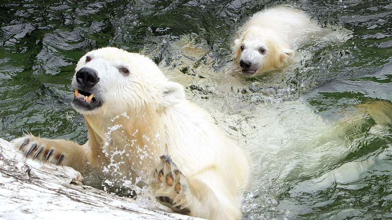 polar bears swimming