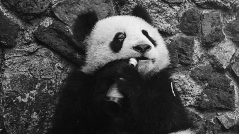 panda bear chewing on bottle