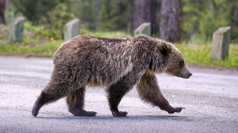 grizzly bear walking across road