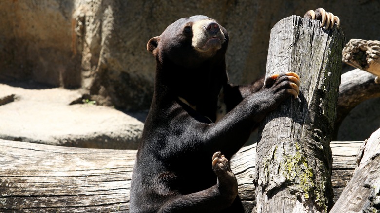 Sun bear climbing log