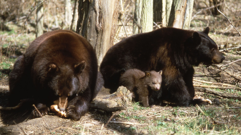 Black bears foraging