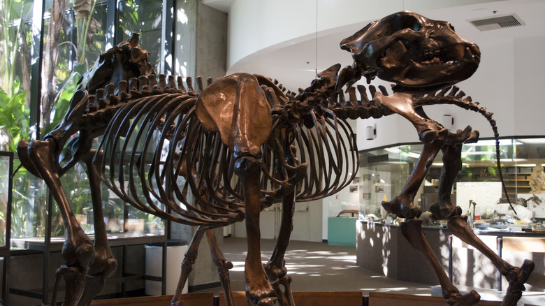 giant short face bear skeleton on display