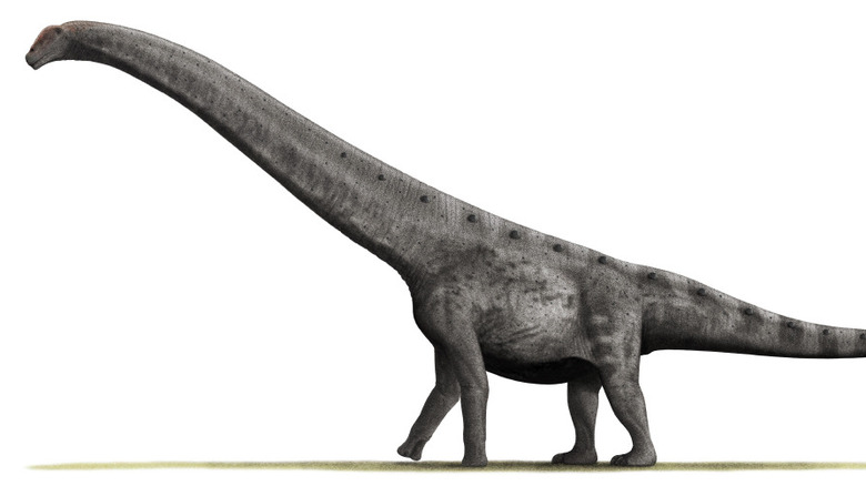 Argentinosaurus artist reconstruction with long neck