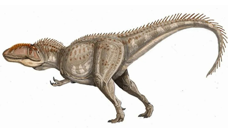 artist reconstruction of Giganotosaurus