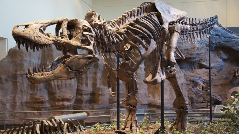 skeleton of tyrannosaurus rex posed for attack