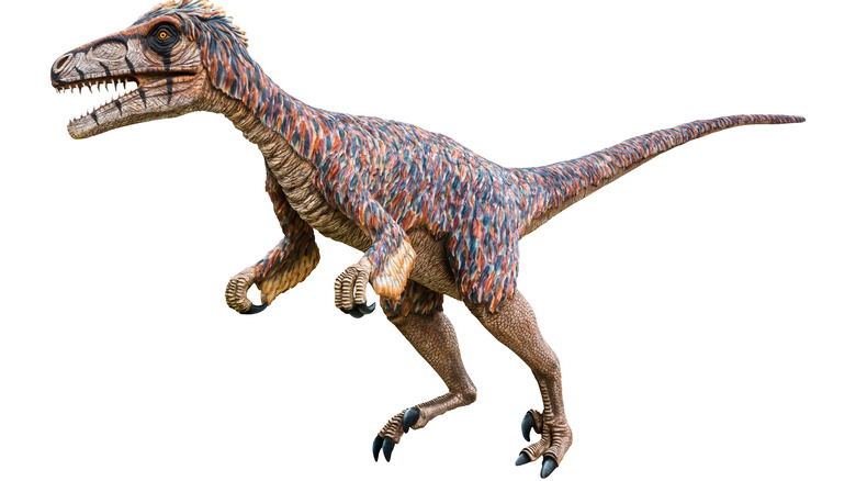 artist reconstruction of feathered Utahraptor ostrommaysi