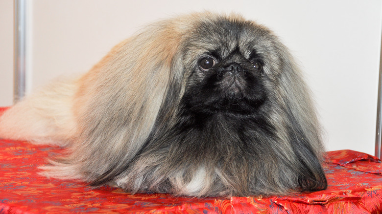 Pekingese on a pillow