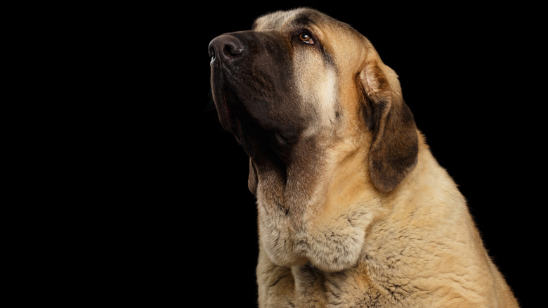 Spanish mastiff looking up