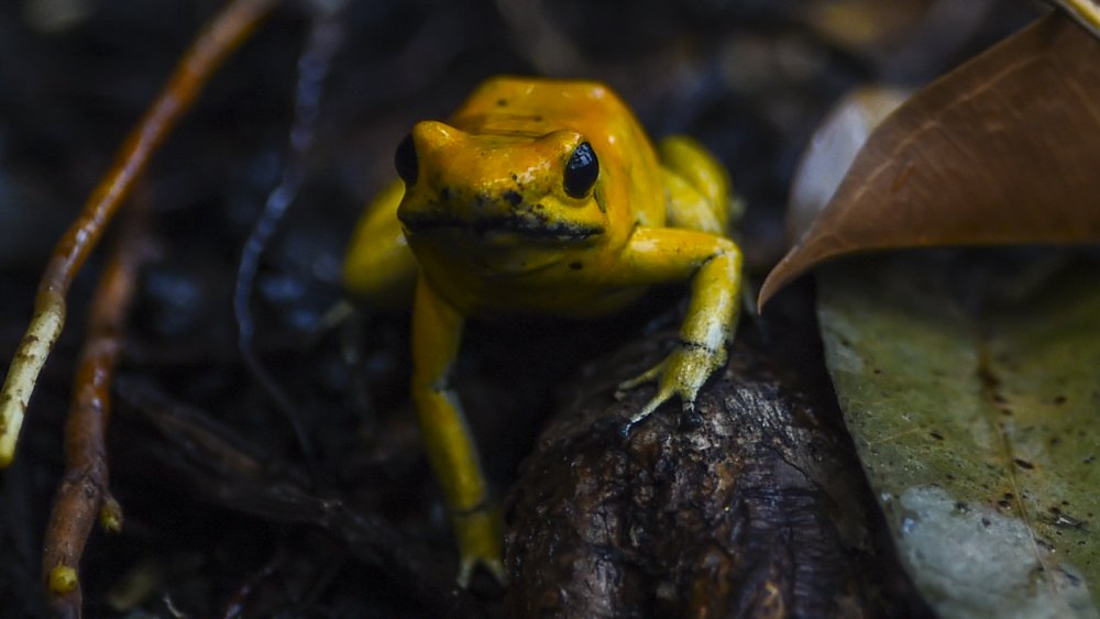 Golden poison frog