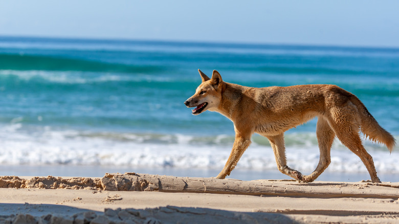 fraser island australia dingo