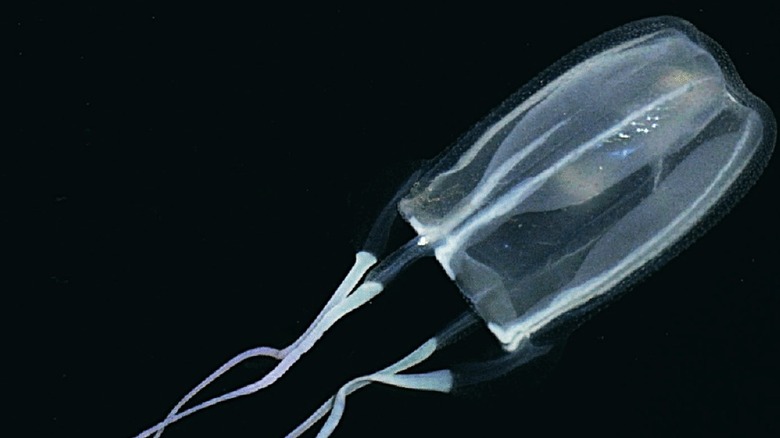 Fire jellyfish on black background