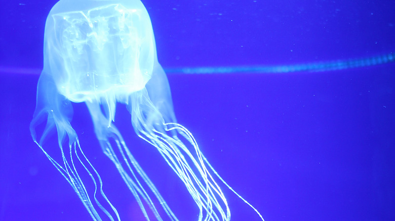 four-handed box jellyfish in water