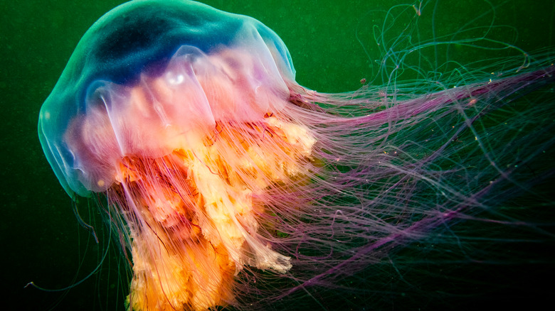 lion's mane jellyfish floating